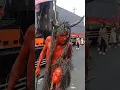 Download Lagu karnaval Sarang Rembang ( tema hantu ) #karnaval #karnavalterbaru #hantulawak