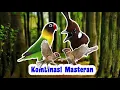 Lagu Kombinasi Masteran Gereja Tarung, Cililin dan Lovebird [MASTERAN BURUNG CALON JUARA]