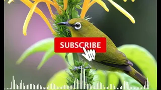 masteran pleci malam hari agar besoknya buka paruh u0026 bongkar isian plecimania masteranburung