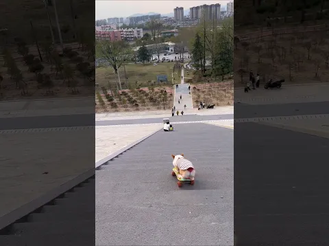#skateboardingdog #corgi #smartpets