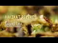 Download Lagu HAKIKAT REZEKI - Rezeki tahu dimana tuannya