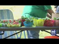 Nuestras Raices hosts Harvest Festival in Holyoke to celebrate community