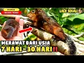 Download Lagu Proses Perkembangan Anak Tupai Tanah Dari Usia 1 Minggu - 1 Bulan
