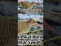 suara pikat burung sintar sawah