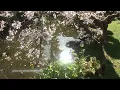 Zen Garden - Cherry Blossoms, Mindfulness, Relaxation & Meditation - 50 minutes
