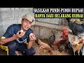 Lagu SUKSES TERNAK AYAM KAMPUNG MANDIRI SKALA RUMAHAN‼️