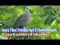 Download Lagu Suara Pikat Tekukur Mp3 Paling Ampuh Dah Jernih || Pemburu Dan Pemikat Pake Ini