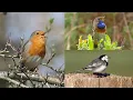 Download Lagu VOGELGELUIDEN: Eén uur Zingende Vogels met hun naam, 27 soorten