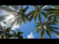Caribbean Palm Trees in Sunlight Looking Upwards Stock Footage