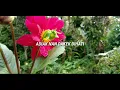 Download Lagu DAVID IZTAMBUL FEAT OVHI FRISTY-RINDU KASIAH NAN JAUAH
