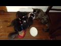 Everyone Eats Together So noisy