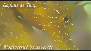 video_image