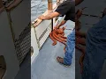 Giant Pacific Octopus!