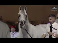 Lagu N 52 MUSHYR GHARNATAH   Al Rubatiya National Arabian Horse Show 2025   Senior Stallions Class 6
