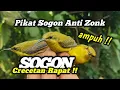 Suara pikat sogon anti zonk‼️crecetan rapat memanggil kawan sangat ampuh‼️