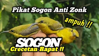 suara pikat sogon anti zonk crecetan rapat memanggil kawan sangat ampuh 