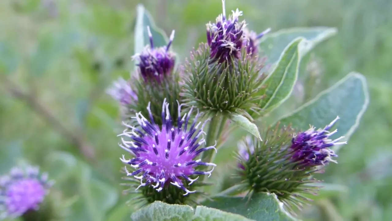 Burdock Identification