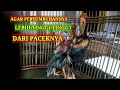 Lagu Cara pembesaran ayam agar lebih tinggi dari paceknya