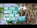 When and How to Prune Hydrangeas Pruning Hydrangeas Hydrangea Winter Care