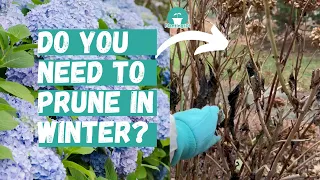When and How to Prune Hydrangeas Pruning Hydrangeas Hydrangea Winter Care
