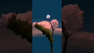 الإنسان العصبي دائما يكون نظيف من الداخل ويضل افضل بألف مرة من الإنسان الهادئ الخبيت المنافق 