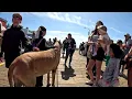 Download Lagu Cash 2.0 Great Dane meeting new people in Santa Monica 171