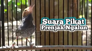 Download Suara Pikat Prenjak Jantan Ngalun Enak MP3