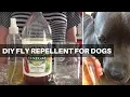 How To Make Natural Fly Repellent For Dogs