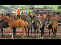 Download Lagu Rewind Timelapse: Harvest Many 1000+ Horses, Use Truck Transport Go To Countryside Market Sell