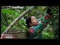 Harvesting lêkima fruits – how to ripen lêkima fruits - enjoy the taste of the lêkima fruit together