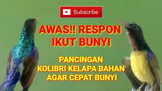 Download pancingan kolibri kelapa bahan agar bunyi || korlap bahan pasti nyaut MP3