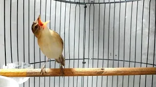 kerak basi ngeroll panjang isian paling dicari buat masteran