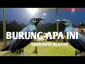Download Lagu BURUNG DAN SUARA JENIS BURUNG INI RAME SEKALI BIKIN BISING!! GAK PERCAYA' TONTON KERASKAN VOLUME