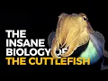 Download Lagu De waanzinnige biologie van: de zeekat
