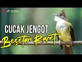 Download Lagu MASTERAN CUCAK JENGGOT GACOR BESETAN RAPET