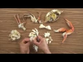 Learn to Pick like a Pro