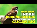 Download Lagu MASTERAN CUCAK IJO TONJOLAN GEREJA PALING DICARI
