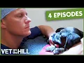 4 Full Episodes Of Dr Scott Miller Bondi Vet UK