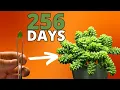 The MOST Satisfying Plant Time Lapse EVER - Burro s Tail Succulent