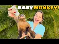 Download Lagu A DAY IN THE LIFE of My BABY MONKEYS!