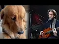 Download Lagu Hitjes voor een hondenleven vol. 1