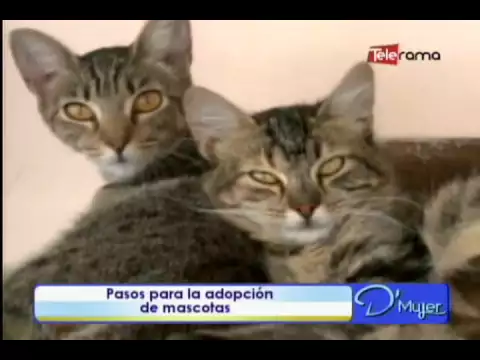 Pasos para la adopción de mascotas