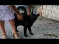 Download Lagu Zwarte kat met mooie groene ogen kwam miauwend naar ons toe