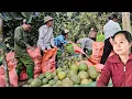 Lagu Continue harvesting grapefruit gardens for traders