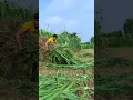 Manzil une ko Milti Hai Jo Raaste Se Haar Nahi Mante🫵🏻✅#cow #farming ##trending #shortvideo