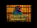 Download Lagu MASTERAN TENGKEK BUTO GACOR #tengkekbuto #MASTERANBURUNG 