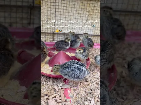 لو عاوز تبدأ في تربية السمان أو الفري🕊️🐦 شاهد الخطوات الأساسية لتربية هذا الطائر المفيد للغاية🪺👍
