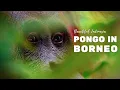 Download Lagu PONGO IN BORNEO