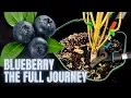 From Start to Finish - The Blueberry Genetic Journey