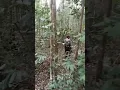 Download Lagu Hunting takur api di hutan @sniper @AmirSniperAceh @Snipersumatra